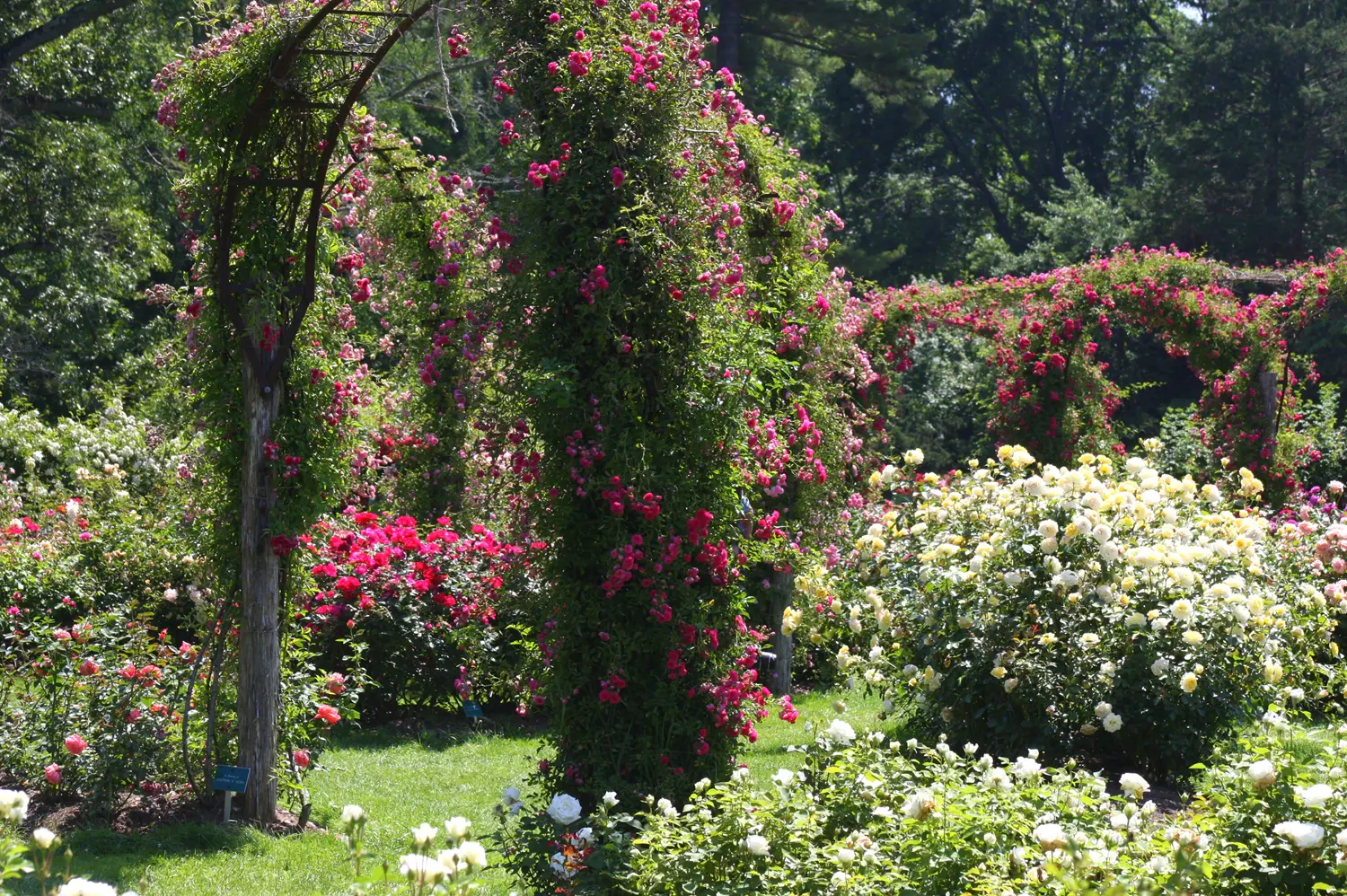 A rose garden in full bloom — a climbing-rose arbor heavy with pink and crimson blooms, with beds of cream and yellow roses beyond